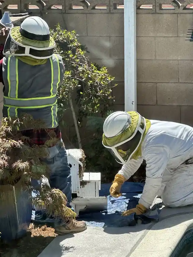 BeeKeepers Removal and Relocation