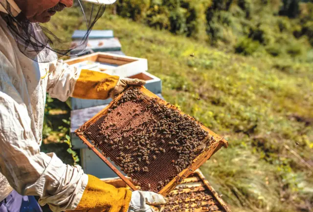 BeeSmart Bee Removal