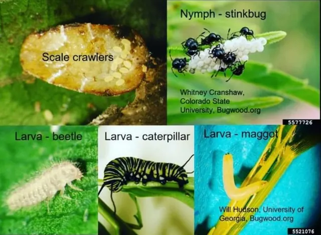 Benefical Insectary