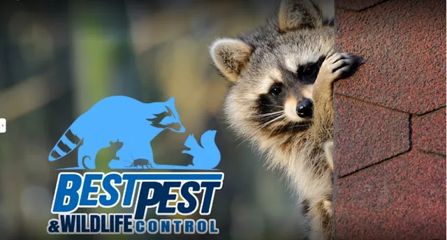 Best Pest & Wildlife Control California