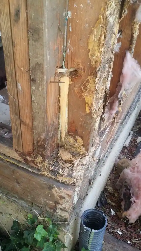 BG Inspections & Pest Control