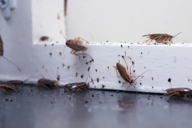Black Dog Pest Solutions