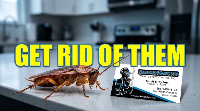 Black Knight Termite and Pest Control