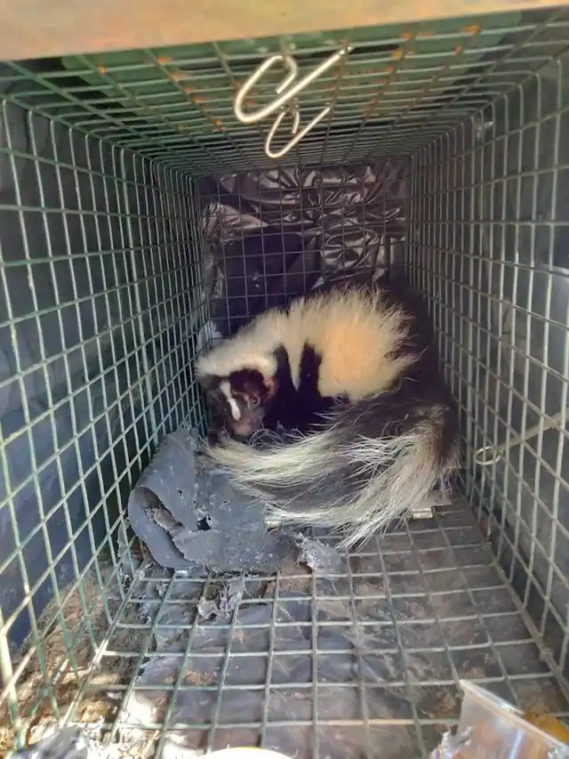 Bowling Green Wildlife Removal
