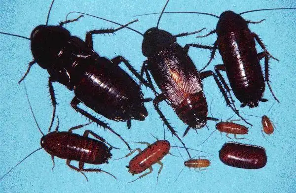 Bust-A-Bug Pest Management, Inc.