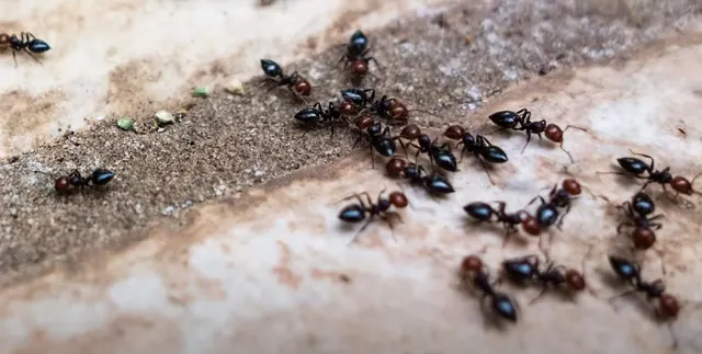 Carlsbad Pest Control Company