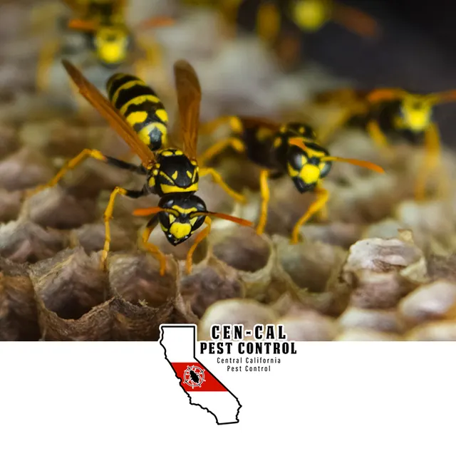 Central California Pest Control