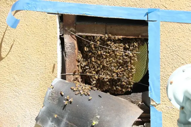 Central Coast Bees