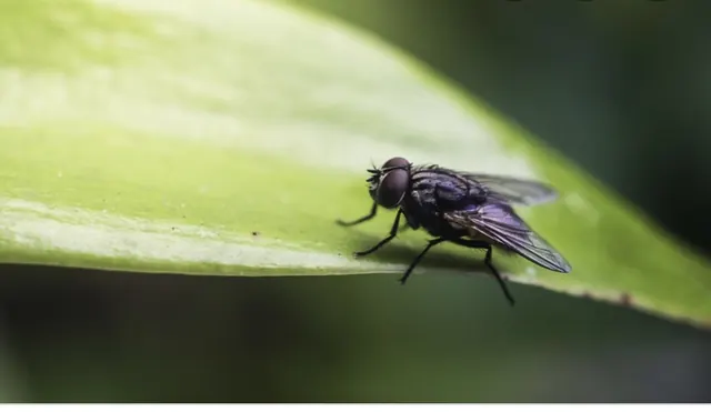 Clean Pest Control