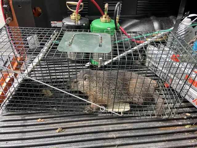 Cleveland Best Pest Control LLC