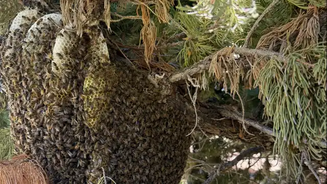 Coastal Bee Conservation