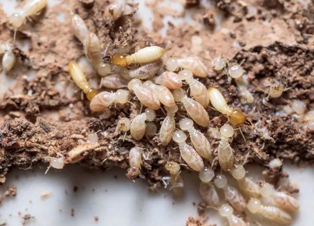 Cowell Beach Termite Removal Expert