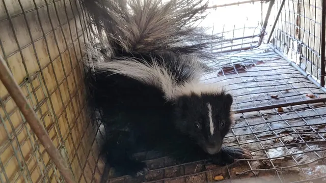 Creature Catchers Wildlife Management