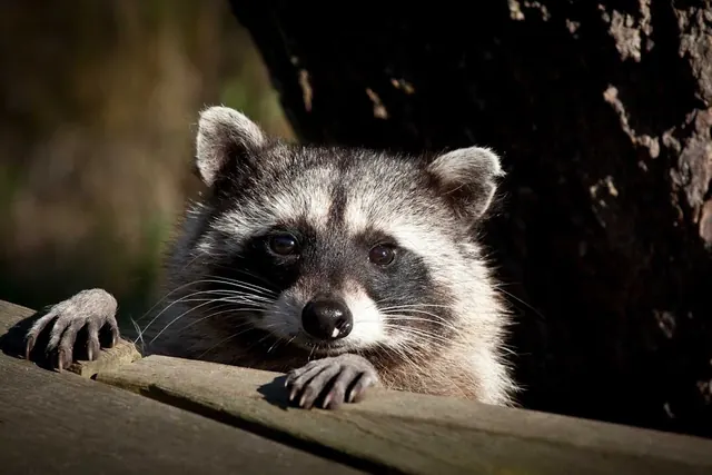 Critter Removal Ohio