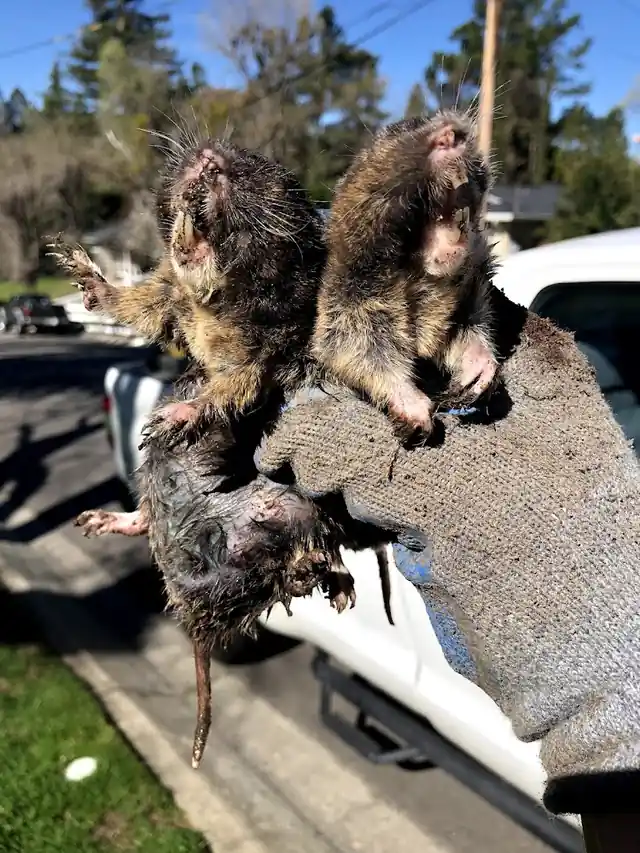 Detailed Pest Control INC