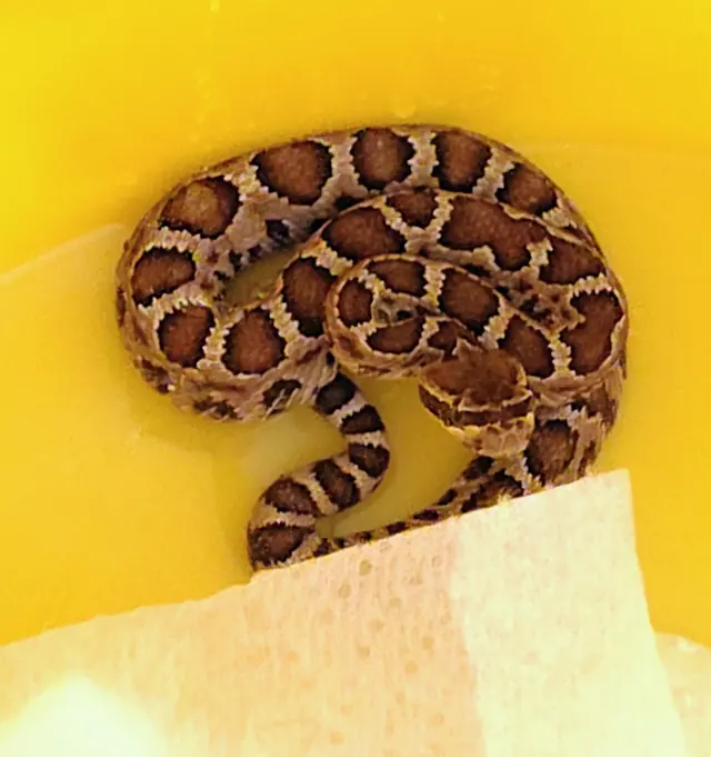 Devon snake relocation