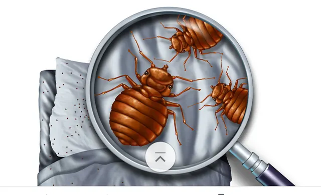 DHS Pest Control