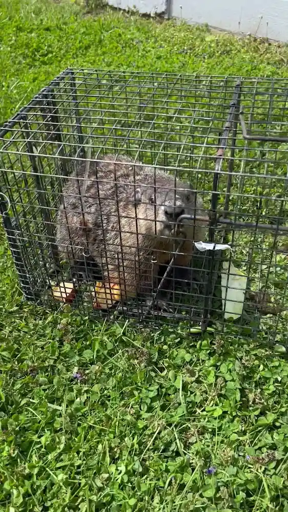 DJT Wildlife Nuisance Control