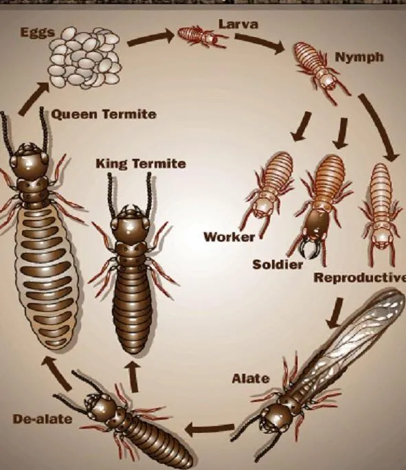 Downey Exterminators