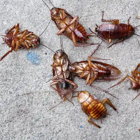 EarthRite Pest Control