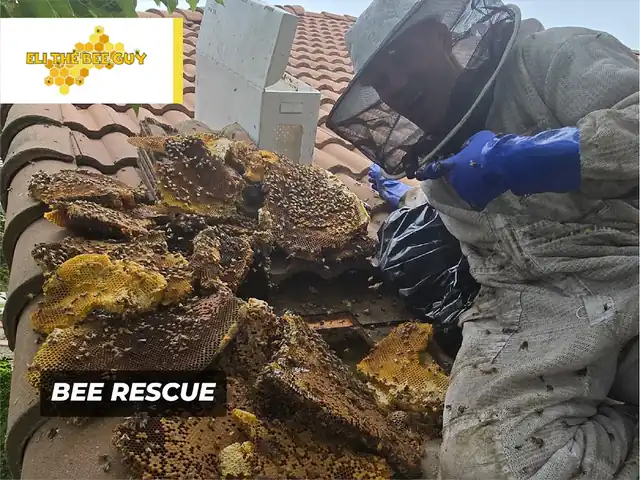 Eli the Bee Guy