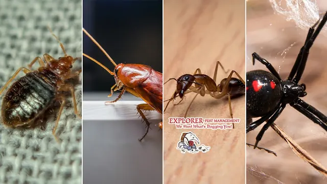 Explorer Pest Management, Inc.