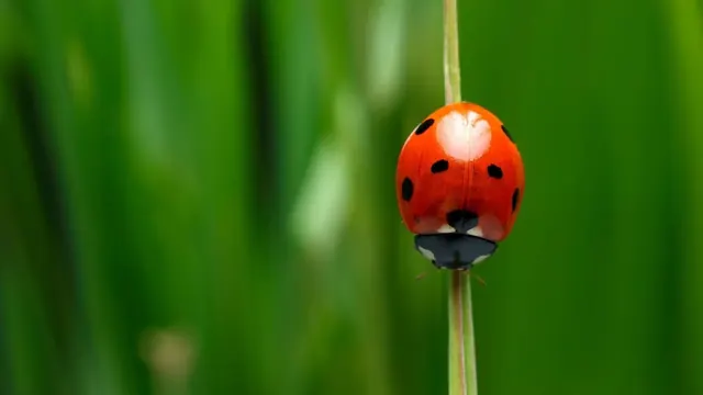 EZ Bed Bug Exterminator Cleveland