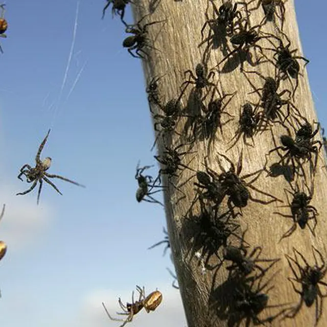 Fast Action Pest Control