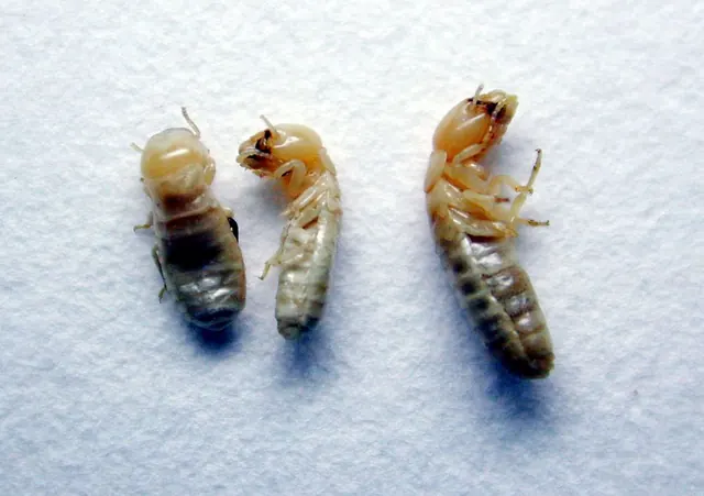 Franz Termite Control