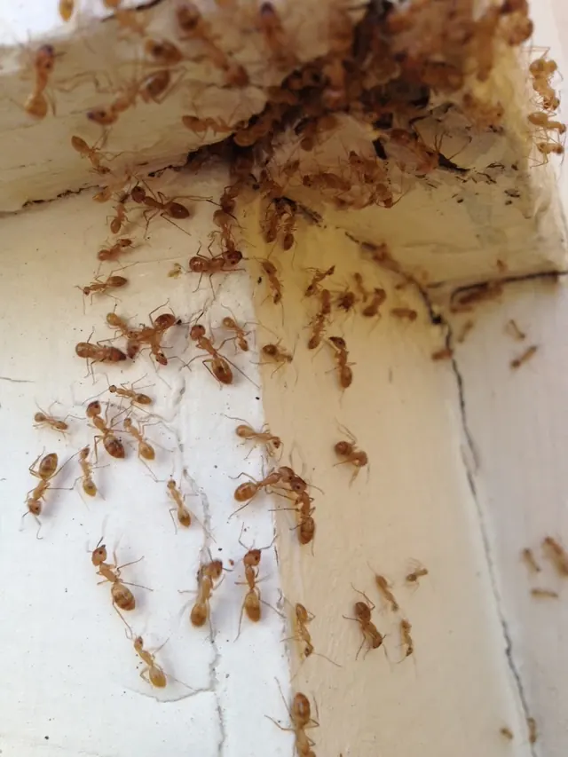 Frazier Pest Control, Inc