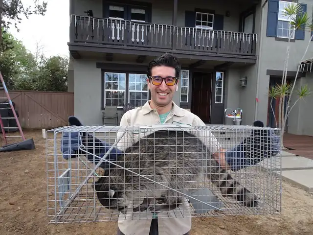 Fresno Raccoon Removal