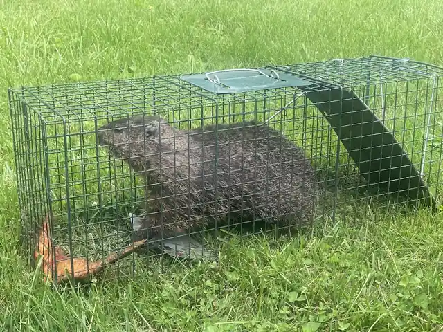 Go2-Pros Pest Control