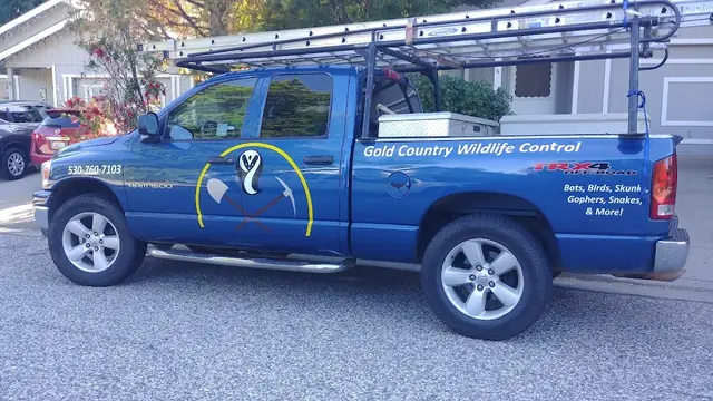 Gold Country Wildlife Control