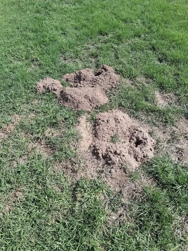 Gopher Guy Brian