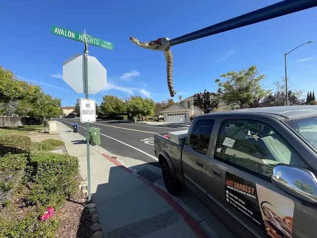 GOT SNAKES? Bay Area Snake Removal