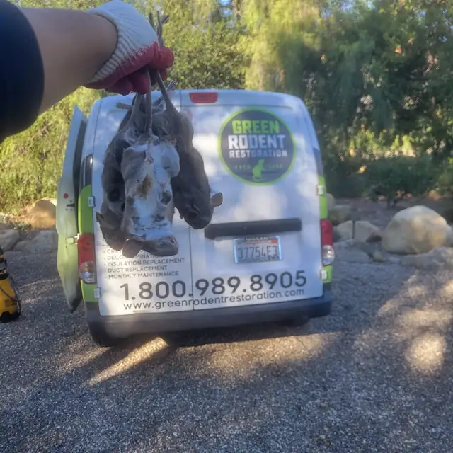 Green Rodent Chino Hills
