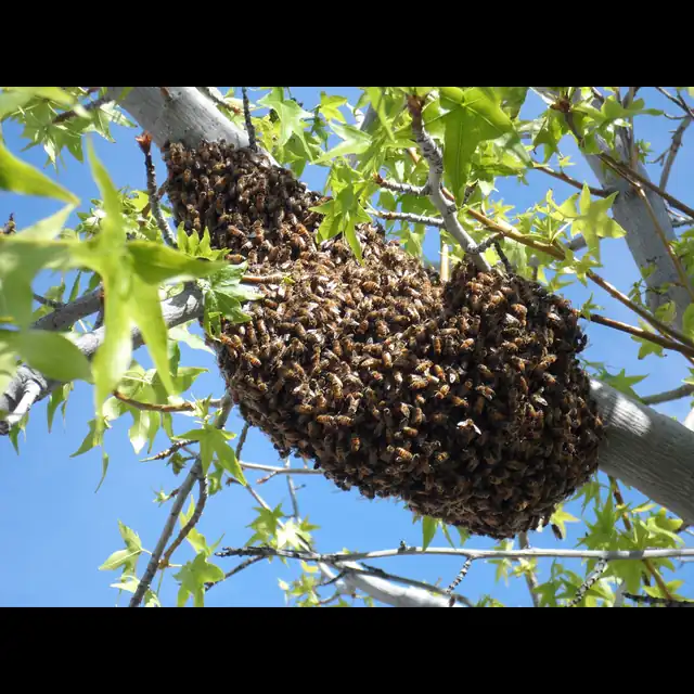 Have Bees?