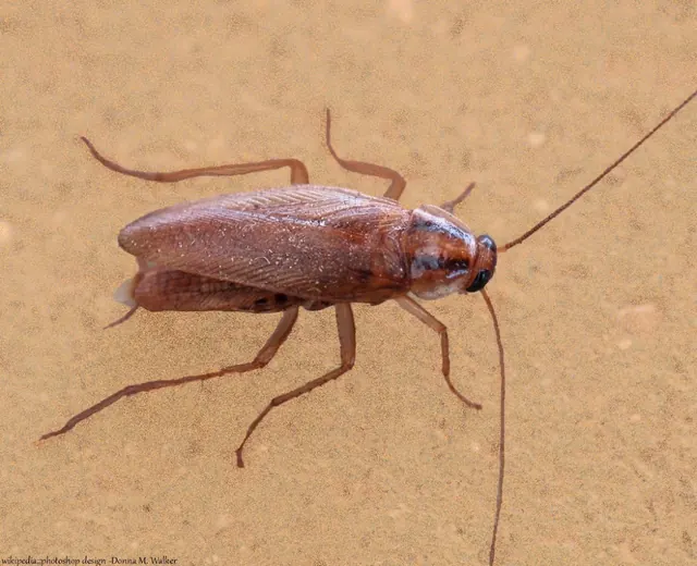 Hearts Pest Management Carlsbad