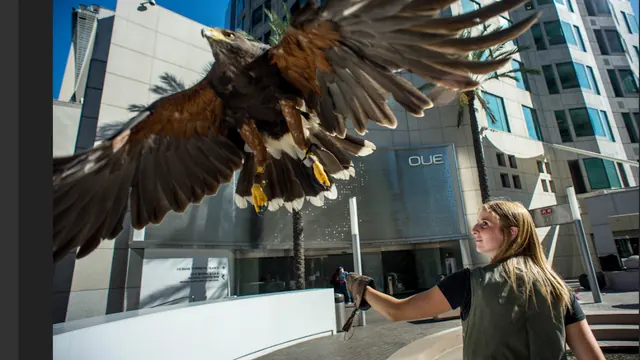 High Desert Falconry