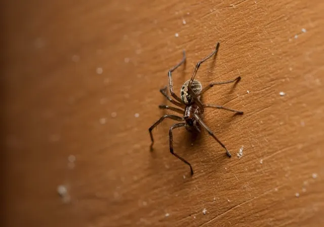 Holley's Four Seasons Pest Solutions