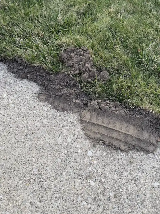 Holy Moley Pest & Wildlife