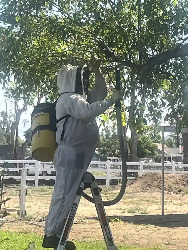 Honeybee Joe Of Temecula
