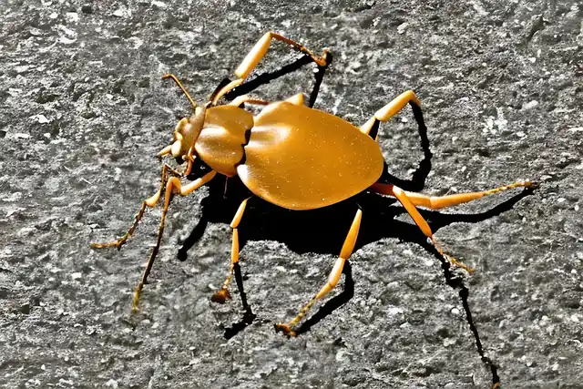 Hyer Pest Solutions