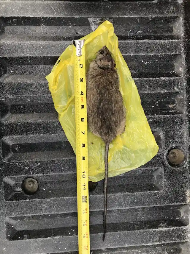 Ikill Pest Control Inc