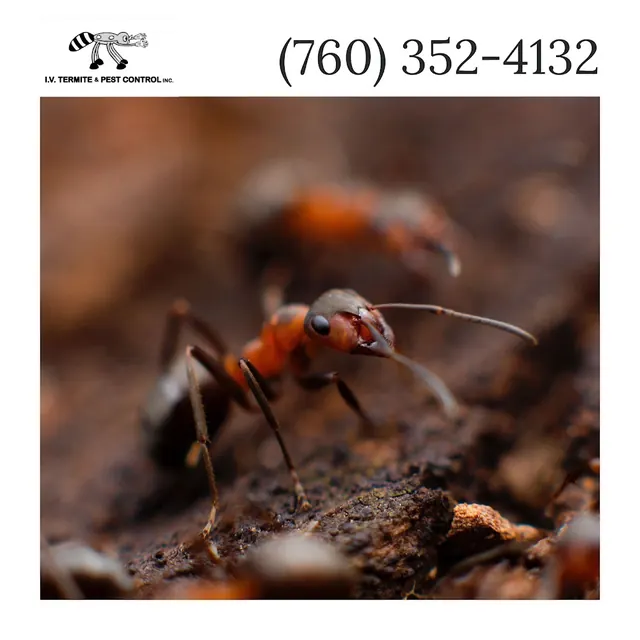 IV Termite & Pest Control Inc.