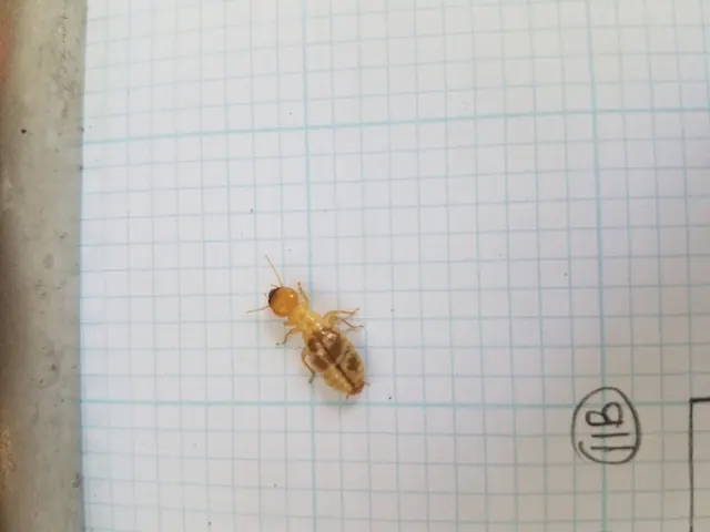 J & M Termite Control Inc