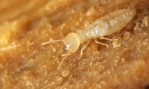 JBC Termite and Pest Control