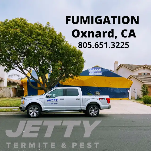 Jetty Termite & Pest Control