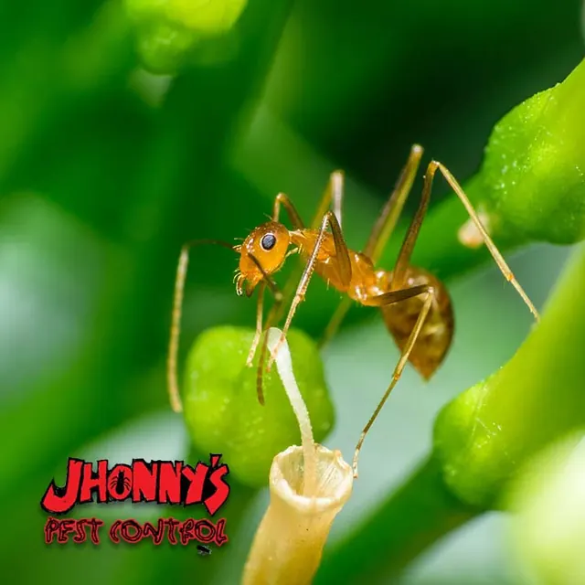Jhonny's Pest Control, Inc.
