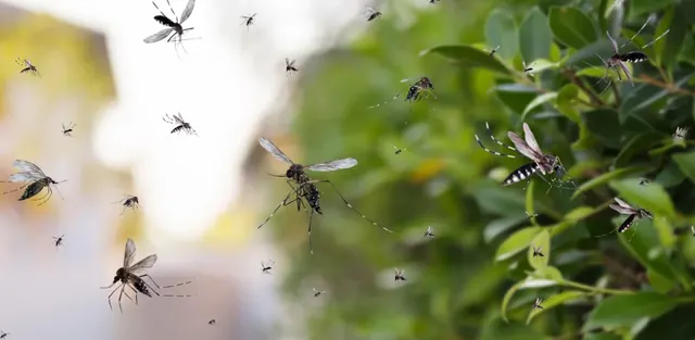 JT Vegetation & Insect Control, LLC